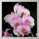 Suche nach orchideen blume kunst Jede person