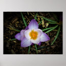 Suche nach krokus poster Natur
