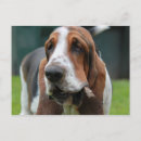 Suche nach basset postkarten Haustier