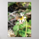 Suche nach bestäubung poster Natur