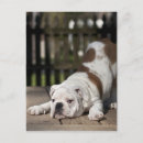 Suche nach englische bulldogge postkarten Hund