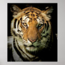 Suche nach gefährliche tiere poster Tiger