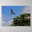 Suche nach schwalbe poster Fotografie