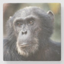 Suche nach schimpansen untersetzer Tier