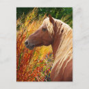 Suche nach waldbrand postkarten Pferd