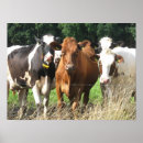 Suche nach lustige kuh poster Bauernhof