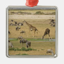 Suche nach kenya ornamente Natur