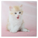 Suche nach hauskatzen fliesen Horizontal