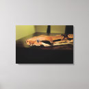 Suche nach schlangen poster leinwandbilder Reptil