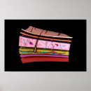 Suche nach menschliche haut poster Nervensystem