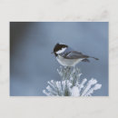 Suche nach kohlmeise karten Winter