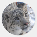 Suche nach schneeleoparden aufkleber Tier