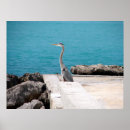Suche nach great blue heron poster Ardea herodias