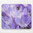 Suche nach krokus blume mousepads Quelle
