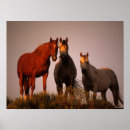 Suche nach drei pferde poster Stehend