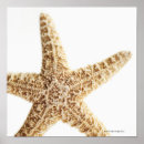 Suche nach seefische poster Tiere