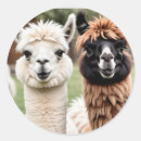 Suche nach zwei lamas Tiere