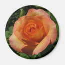 Suche nach orange rose magnete Jede person
