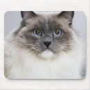 Suche nach ragdoll katze mousepads Katzen
