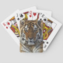 Suche nach der tigris Adam jones