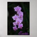 Suche nach exotische poster Floral