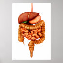 Suche nach darm poster Verdauung