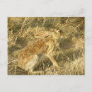 Suche nach jackkaninchen postkarten Hase