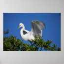 Suche nach alligatoren poster Florida