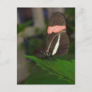 Suche nach flieger postkarten Schmetterling