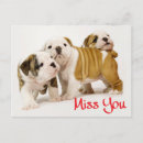 Suche nach english bulldog postkarten Welpe