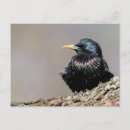 Suche nach starling postkarten Wild