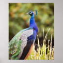 Suche nach nah poster Wild lebende tiere