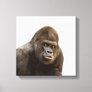 Suche nach gorilla leinwandbilder Zoo
