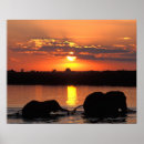 Suche nach herde poster Braun