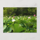 Suche nach lotus blume postkarten Blumenreich
