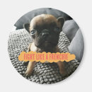 Suche nach frenchie magnete Welpe