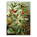 Suche nach ernst haeckel postkarten Kolibris