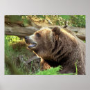 Suche nach bears poster Wild