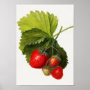 Suche nach vintage erdbeeren poster Illustration