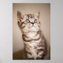 Suche nach kürzen poster Haustier