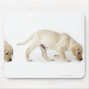 Suche nach labrador welpen mousepads Horizontal