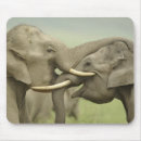 Suche nach indischer elefant mousepads Corbett
