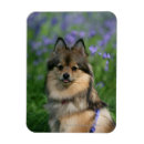 Suche nach zwergspitz magnete Profil