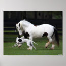 Suche nach sinti und roma vanner poster Tier