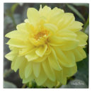 Suche nach dahlien fliesen Jede person