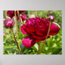 Suche nach peonie poster Pink