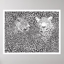 Suche nach weißer leopard poster Tiere