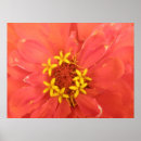 Suche nach zinnia poster Hübsch