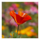 Suche nach poppy poster Natur
