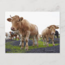 Suche nach schottische kuh postkarten Landwirtschaft